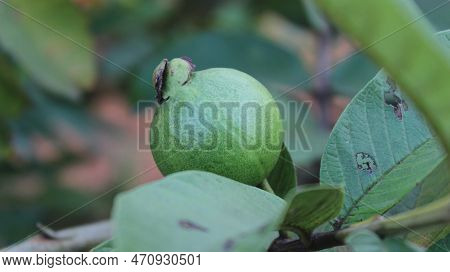 Guava Fruit Is Indian Food.which Have More Vitamins