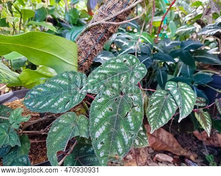 Cissus ornamental plants attacked by insect pests