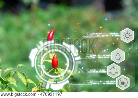 Smart Farm, Chilli Peppers Or Green Chilies Farm
