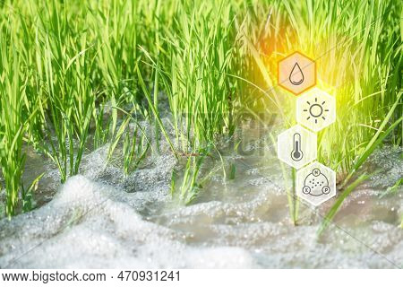 Smart Farm, Watering Nature Rice Field Rice Paddy