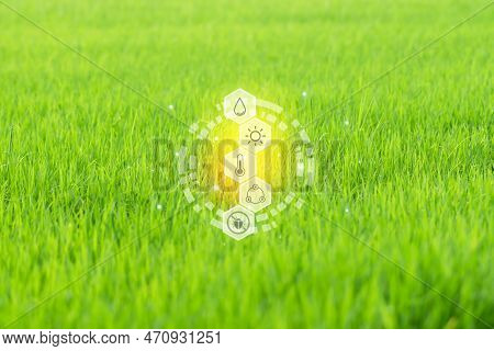 Smart Farm, Nature Of Rice Field On Rice Paddy