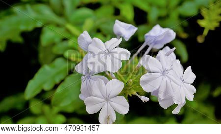 Plumbago Auriculata Also Known As Cape Plumbago, Leaderwort, Blister Leaf, Quaker Blossom Etc