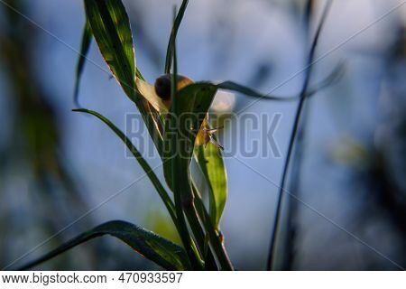 Snail - Small Animal On Meadow Plants