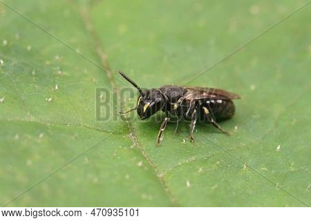 Natural Closeup On A Female White Jawed Yellow Face Bee, Hylaeus Communis, Sitting On A Green Leaf