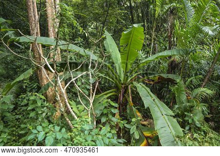 A Rainforest Near The Town Of Bang Saphan In The Province Of Prachuap Khiri Khan In Thailand,  Thail
