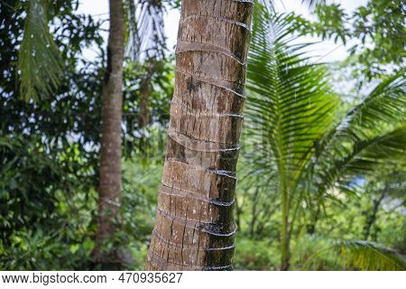 Thailand Prachuap Bang Saphan Coconut