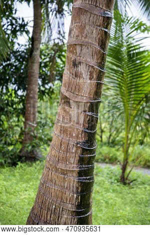 Thailand Prachuap Bang Saphan Coconut