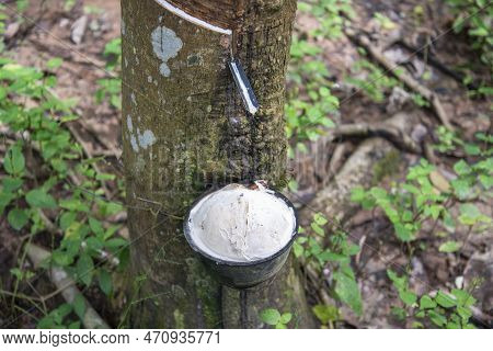 Thailand Prachuap Bang Saphan Rubber Tree