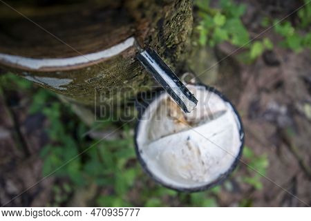 Thailand Prachuap Bang Saphan Rubber Tree