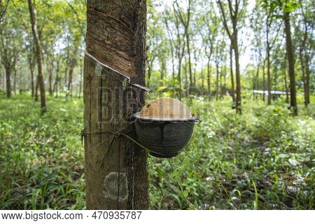 Thailand Prachuap Bang Saphan Rubber Tree