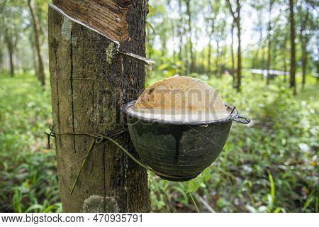 Thailand Prachuap Bang Saphan Rubber Tree