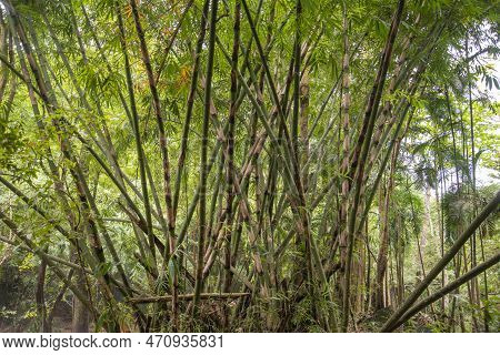 Bamboo At The Sai Khu Waterfall Near The Town Of Bang Saphan In The Province Of Prachuap Khiri Khan 