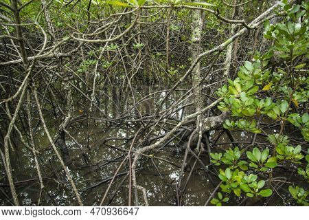 Thailand Prachuap Hua Hin Pranburi Mangroves