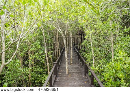 Thailand Prachuap Hua Hin Pranburi Mangroves