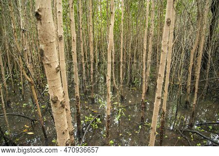 Thailand Prachuap Hua Hin Pranburi Mangroves