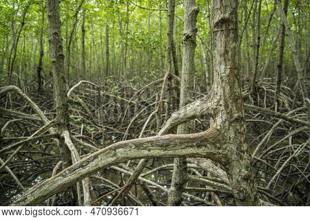 Thailand Prachuap Hua Hin Pranburi Mangroves