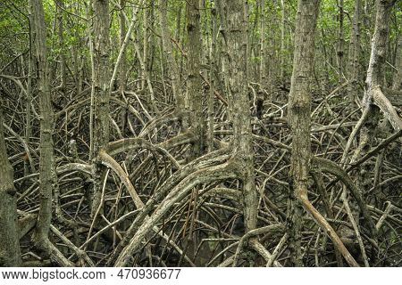 Thailand Prachuap Hua Hin Pranburi Mangroves