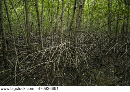 Thailand Prachuap Hua Hin Pranburi Mangroves