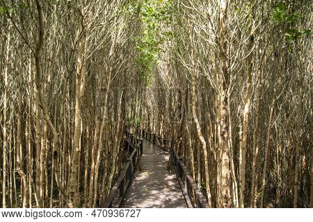 Thailand Prachuap Hua Hin Pranburi Mangroves