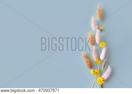 Spring Flower. Nice Lagurus On Blue Background.