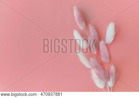 Spring Flower. Nice Lagurus On Pink Background.