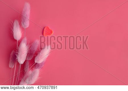 Spring Flower. Nice Lagurus On Pink Background.