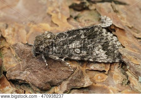 Natural Closeup Of The Poplar Grey Owlet Moth, Subacronicta Megacephala Sitting On Wood In The Garde