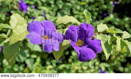 Thunbergia Erecta Also Known As Bush Clockvine, Kings Mantle, Purple Bell Etc