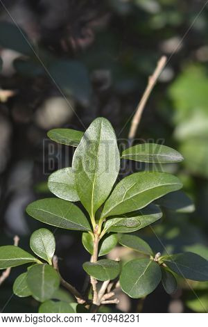 Oval-leaved Privet Branch With Leaves In The Spring