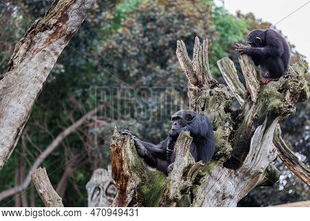 Splendid Exemplar Of Monkey In A Naturalistic Environment.
