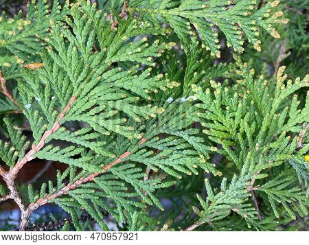 Background Texture Of Bright Green Cypress Leaves Filled Fence Surface. Green Hedge Of Thuja Trees C