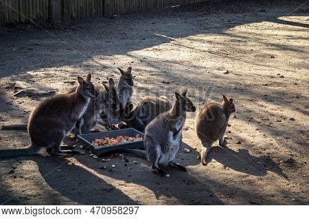 A Group Of A Red-necked Wallaby (bennett's Wallaby, Macropus Rufogriseus) Australian Kangaroos.