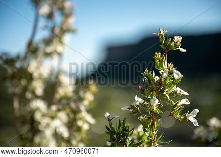 Branch Of Cliff Pendlerbush With White Flowers And Copy Space