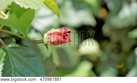 Hibiscus Rosa Sinensis Also Known As Hawaiian Hibiscus, China Rose, Shoe Flower Etc.