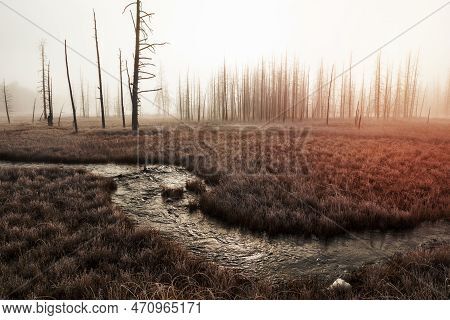 A Image Of Foggy Morning At Tangled Creek