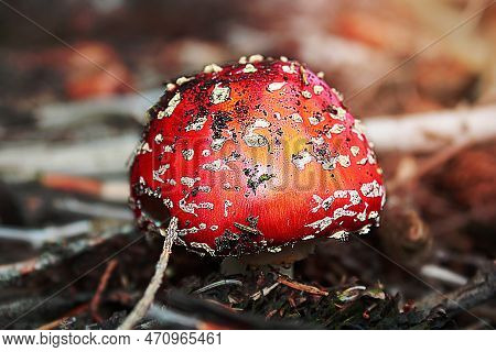 A Image Of Red Mushroom Hat, Fly Agaric Toadstool