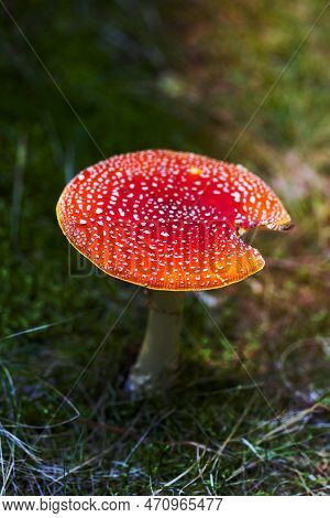 A Image Of Red Mushroom Hat, Fly Agaric Toadstool
