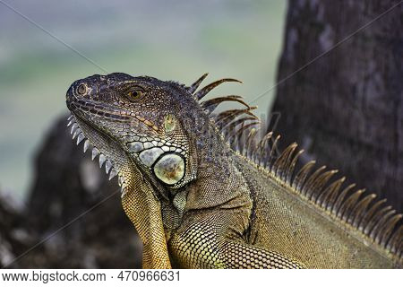 Iguana Is A Lizard Reptile In The Iguana In The Iguana Family. And In The Subfamily Iguanidae.