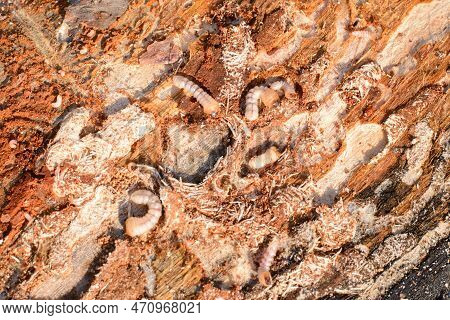 Bark Beetle Larvae Under The Bark Of A Pine Tree