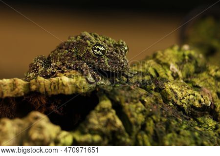 Mossy Frog (theloderma Corticale), Frog In The Nature Habitat, Vietnam. Widlife Nature In Asia. Amph
