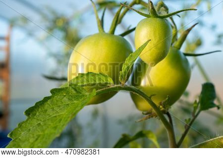 Ripening Tomatoes On Tomato Bush, Close-up. Composition Tomato Tree With Green Tomatoes For Publicat