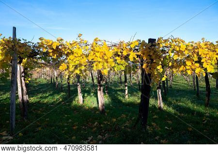 Hilly Txakoli Grape Vineyards, Making Of Txakoli Or Chacolí Slightly Sparkling, Very Dry White Wine