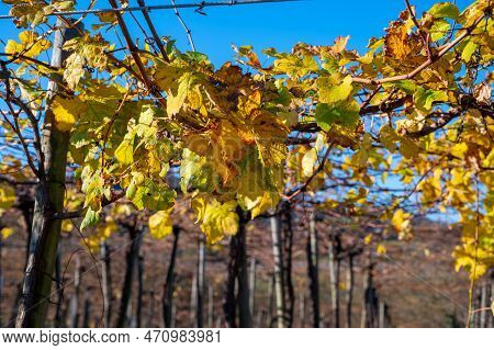 Hilly Txakoli Grape Vineyards, Making Of Txakoli Or Chacolí Slightly Sparkling, Very Dry White Wine