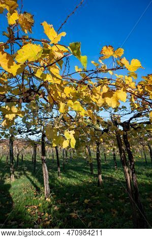 Hilly Txakoli Grape Vineyards, Making Of Txakoli Or Chacolí Slightly Sparkling, Very Dry White Wine