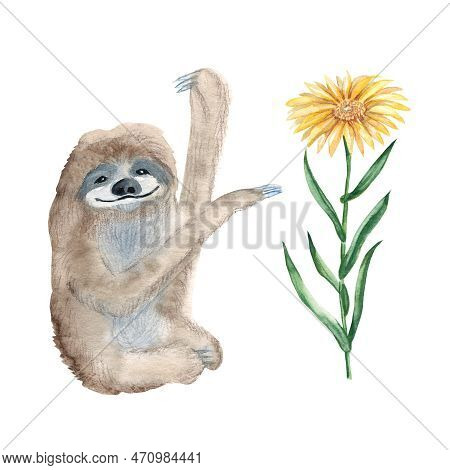 Cute Xenarthra And Xanthima Flower Isolated On White Background. Watercolor Hand Drawn Illustration.