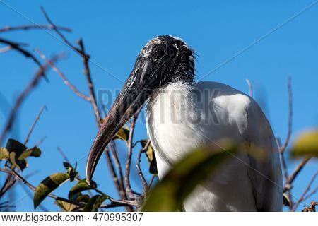 Detail Of Head Of Wood Stork - Mycteria Amaricana - In Wakodahatchee Wetlands In Delray Beach, Flori