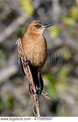 Boat-tailed Grackle - Quiscalus Major - Perched Above Wetlands In Wakodahatchee, Florida.