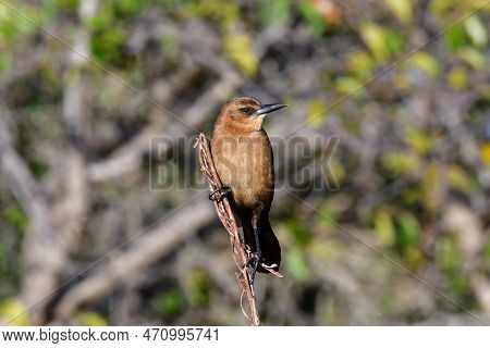 Boat-tailed Grackle - Quiscalus Major - Perched Above Wetlands In Wakodahatchee, Florida.