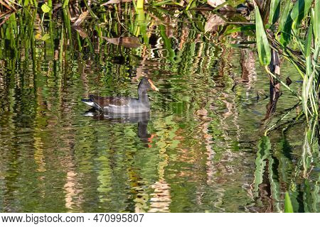 Common Moorhen - Gallinula Galeata - Amidst Colorful Reflections In Wakodahatchee Wetlands, Florida.