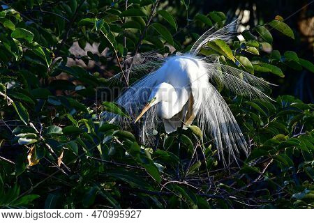 Great Egret - Ardea Alba - In Breeding Plumage In Wakodahatchee Wetlands, Florida.